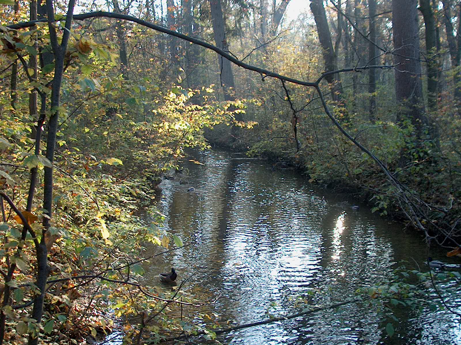 Nyphenburger Park 044 